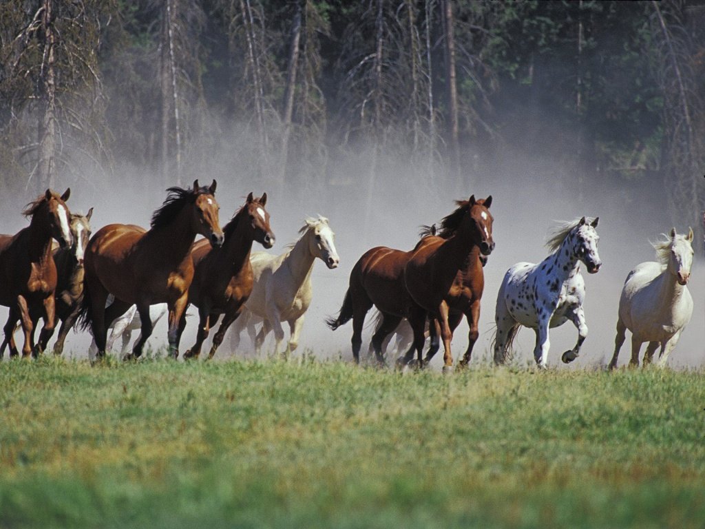 Caballo pastando en libertad bajo un árbol en Villa Muga