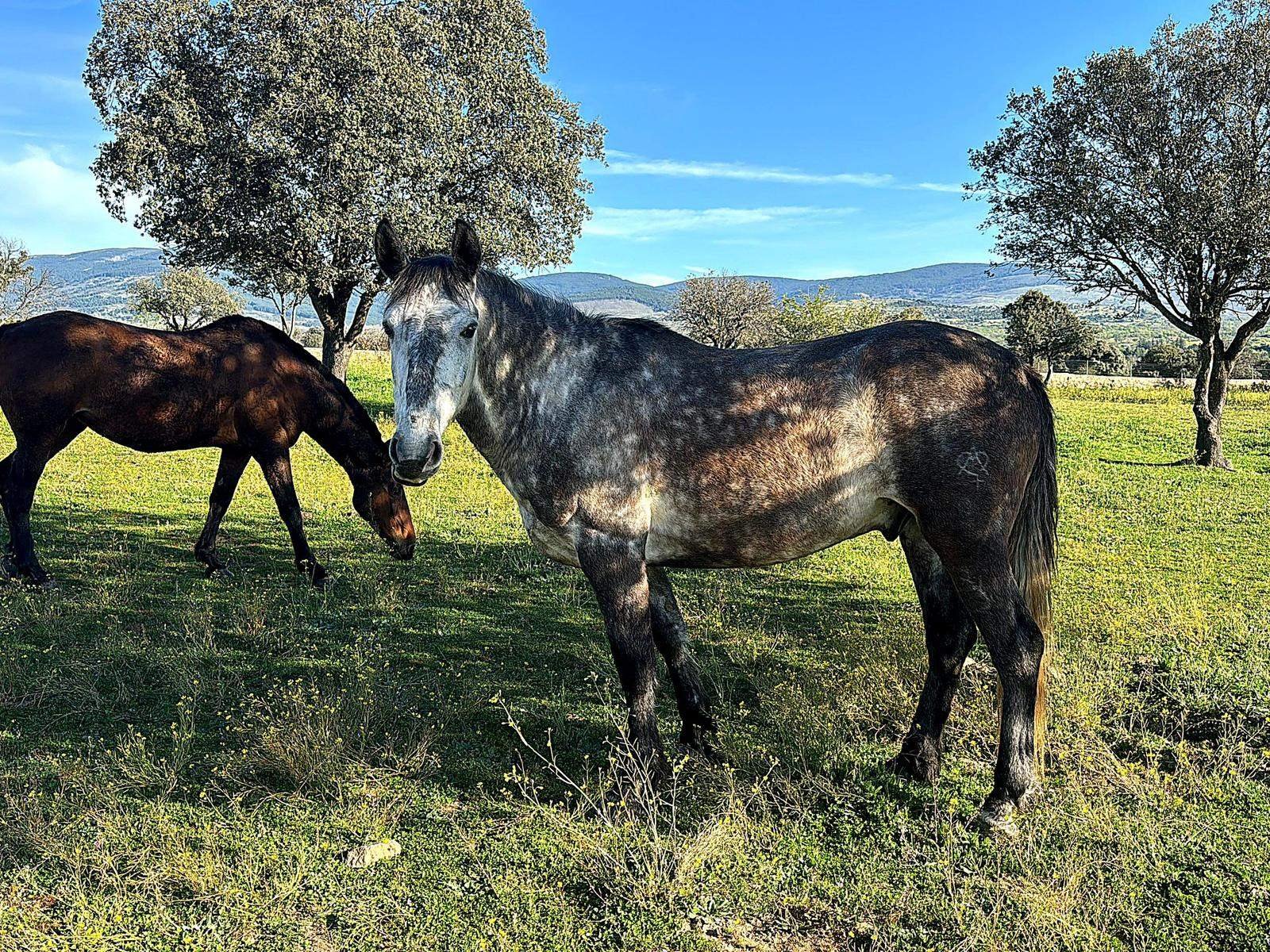 Vista de la finca Villa Muga con caballos y la sierra de Madrid al fondo