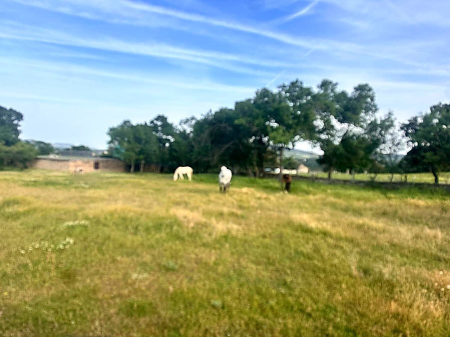 Pastos y entorno de la finca