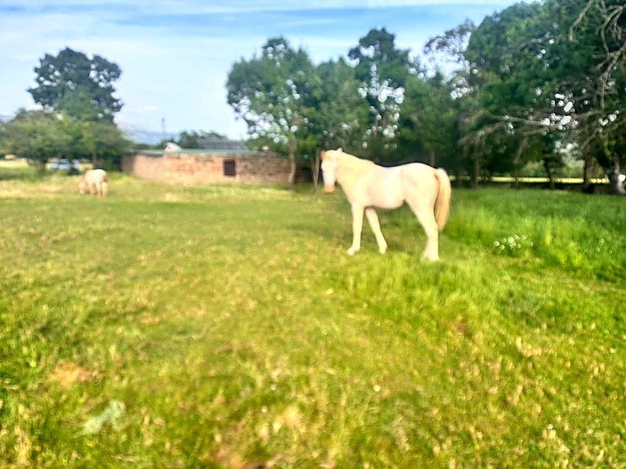Caballo junto a la construcción de piedra de la finca