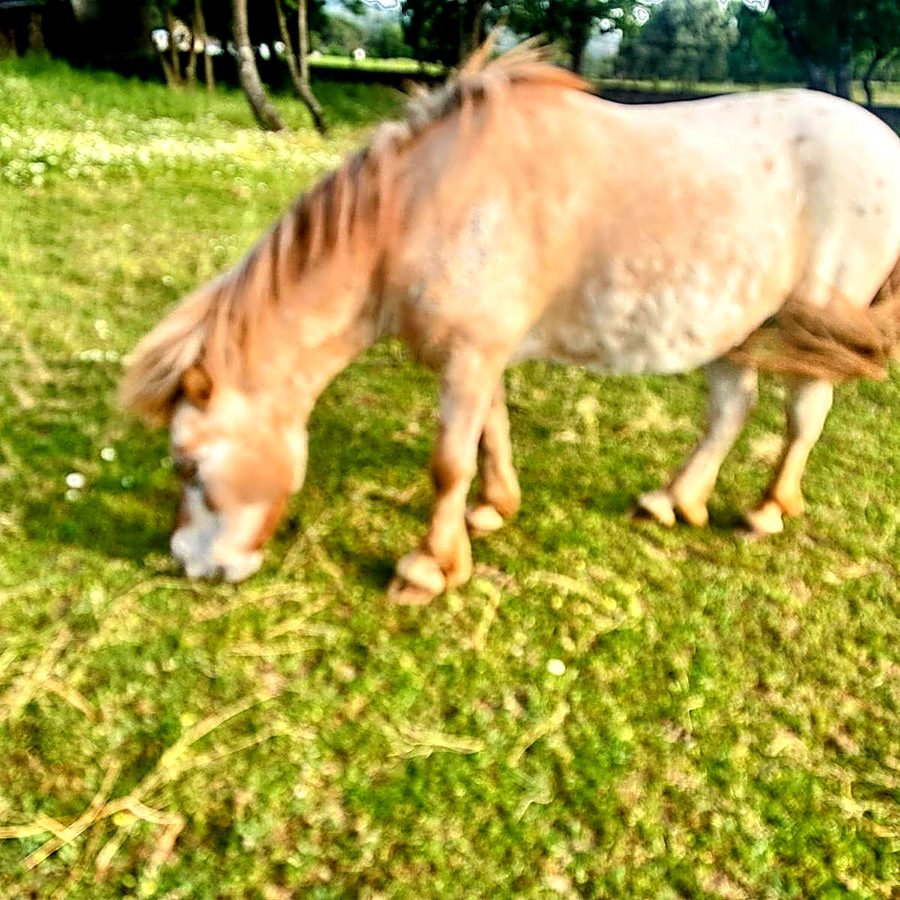 Pony pastando en Villa Muga