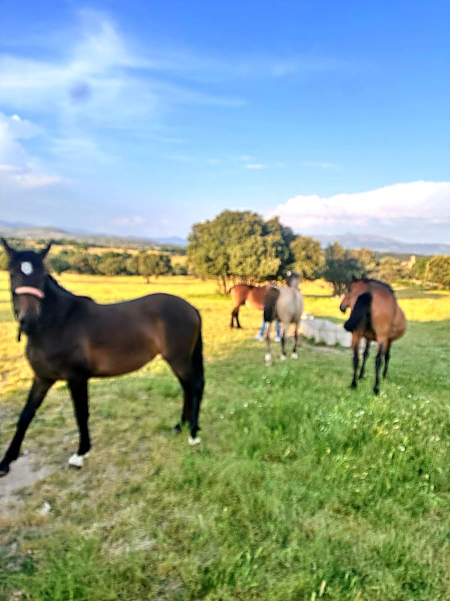 Caballos de la manada de Villa Muga en el campo