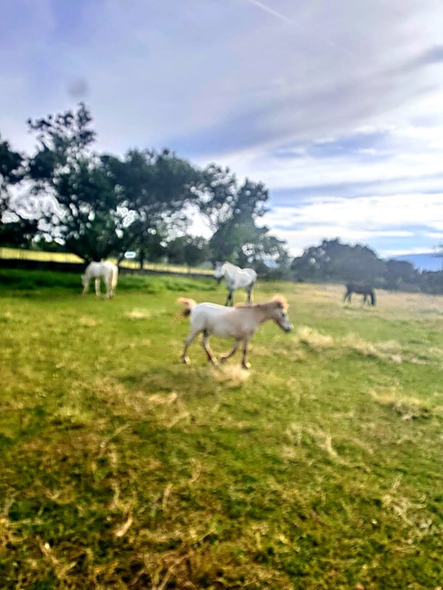 Caballos en libertad en la finca Villa Muga